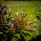 Fotoklubben-rododendronskud