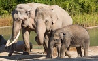 Zoo-elefanter