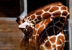 girafmedkorthals