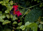sommerfuglirødblomst