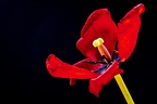 tulipan1