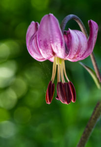 Lidt fra Botanisk have.