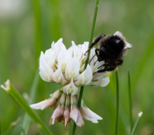 kløverblomst med brombasse