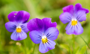 små stedmoderblomster