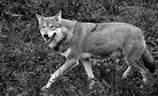 På fotokursus i Skandinavisk Dyrepark