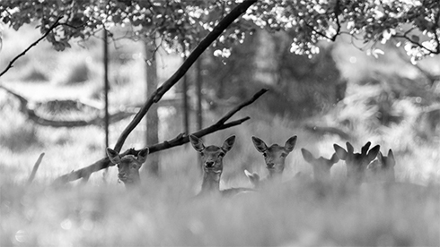Interesse - Natur